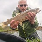 Salmo
